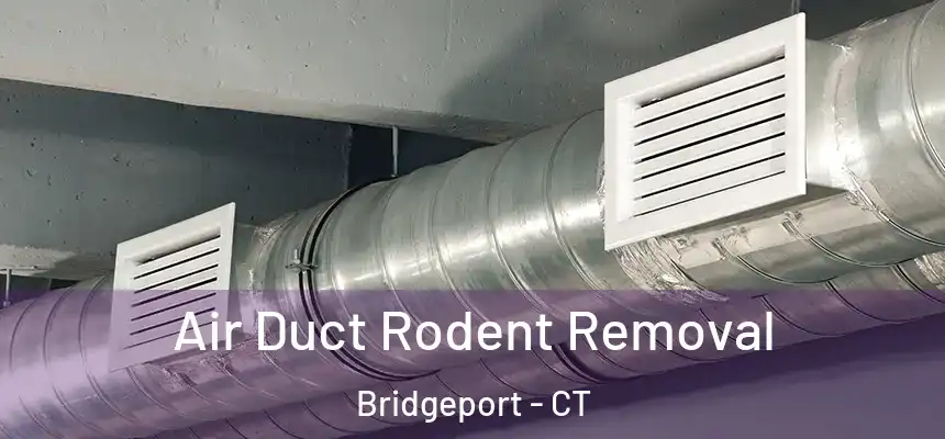 Air Duct Rodent Removal Bridgeport - CT